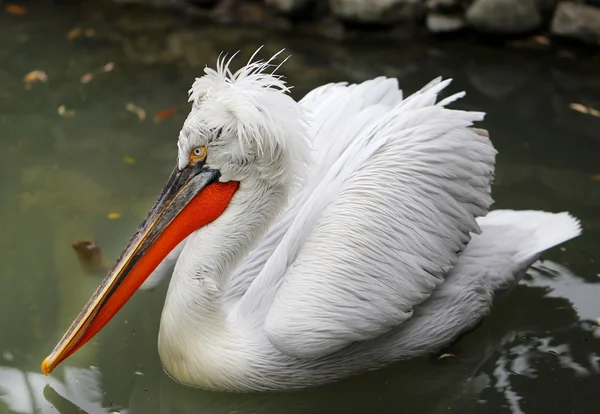 Beautiful big bird pelican — Stock Photo, Image