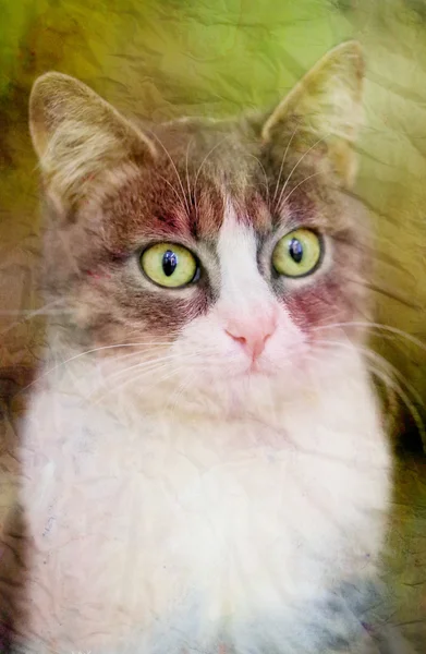 Красива кішка з великими очима — стокове фото