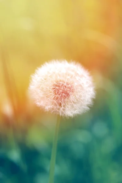 Beautiful dandelion flower — Stock Photo, Image