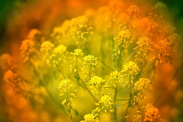 Belles fleurs jaunes — Photo