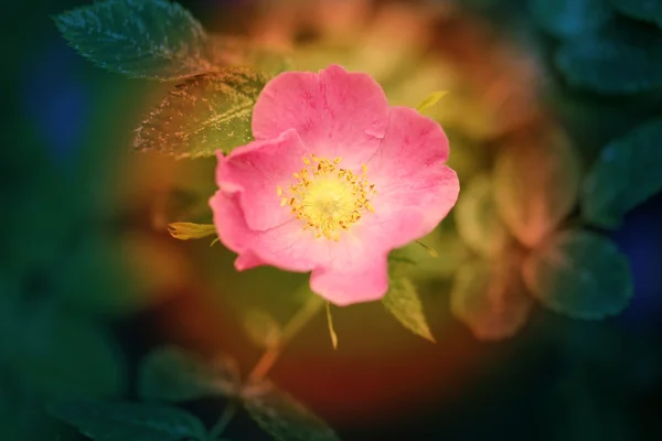 Schöne Rose mit rosa Blütenblättern — Stockfoto