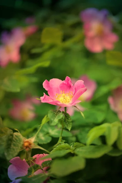 ピンクの花びらで美しいバラ — ストック写真