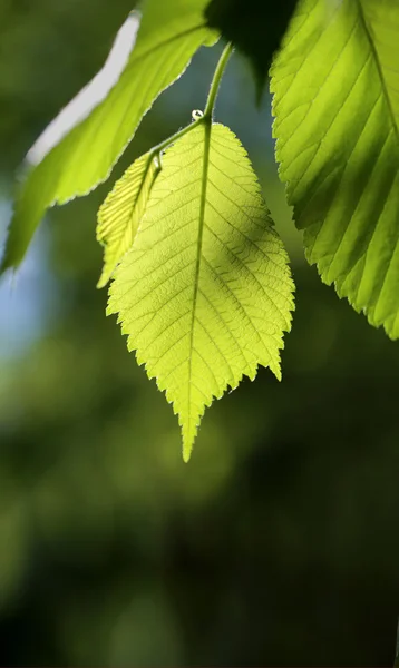 Hermoso árbol de hoja verde — Foto de Stock