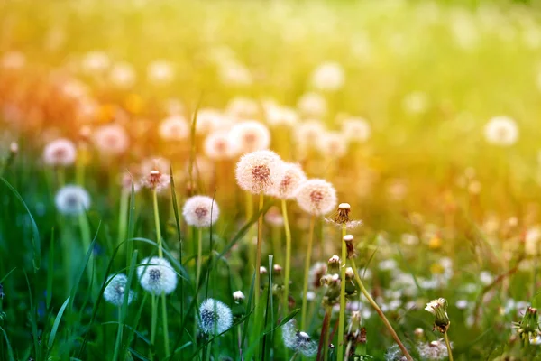 Bellissimo fiore di tarassaco — Foto Stock