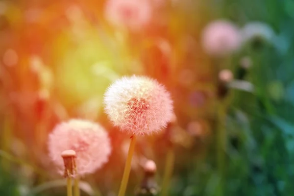 Красивый цветок одуванчика — стоковое фото
