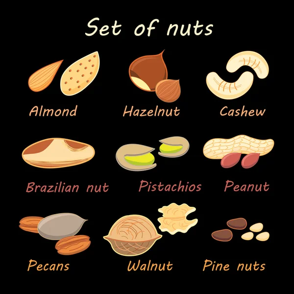 Set collection of various nuts — Stock Vector