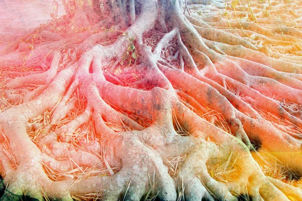 Watercolor retro roots of the tree — Stock Photo, Image