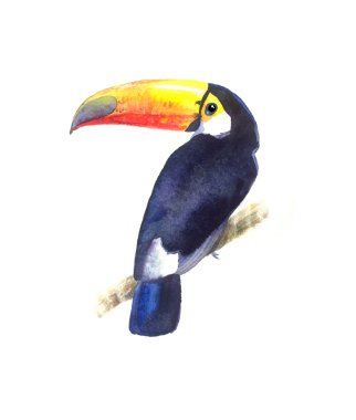 Parlak suluboya Toucan kuş 