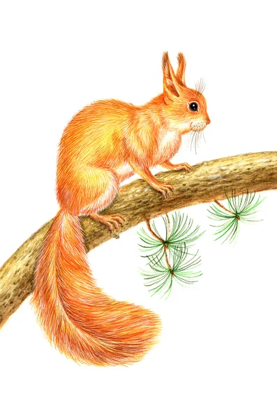 Drawing squirrel  drawing — Stock Photo, Image