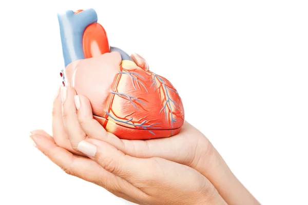 Heart in hands Royalty Free Stock Images