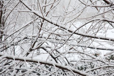 Ağaçlarda kar olan kış ormanı