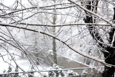 Ağaçlarda kar olan kış ormanı