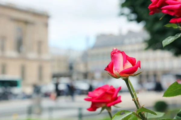 Rosa rosor blommar framför Louvren, Paris, Frankrike — Stockfoto