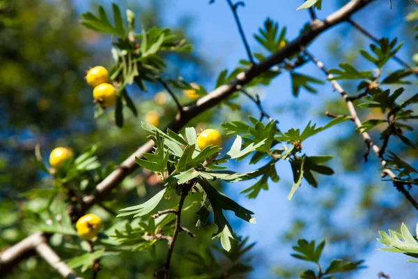 秋に木の上にカラテガス アザロラスの黄色の果実 植物園 — ストック写真