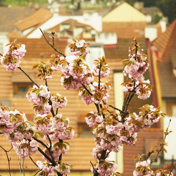 Vista de las casas tradicionales con techos de color naranja-rojo en Praga desde arriba —  Fotos de Stock