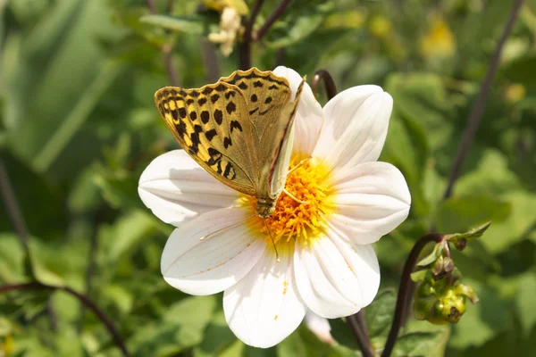 White dahlias with a butterfly in the garden — Stock Photo, Image