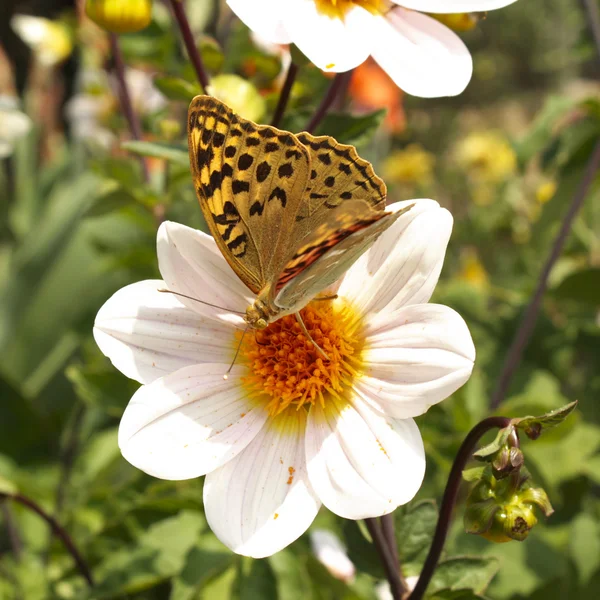 White dahlias in the garden with butterfly , colorful — Stock Photo, Image