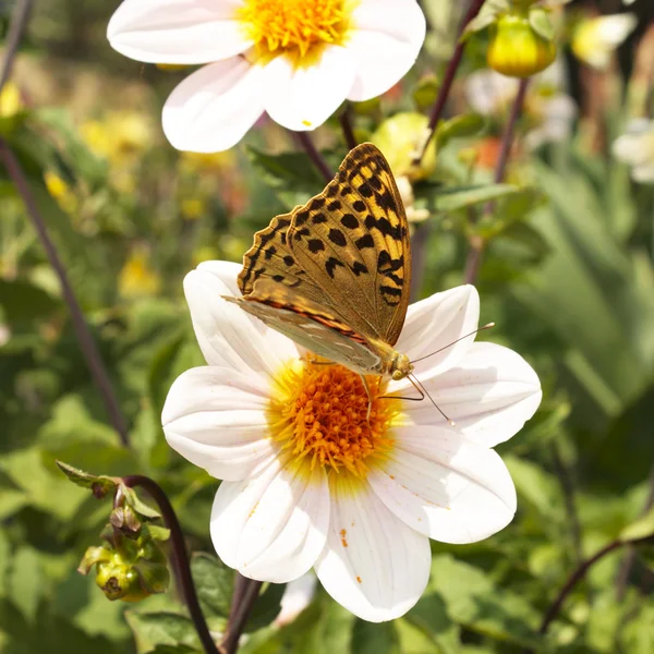 Dálias brancas no jardim com borboleta, colorido Fotografia De Stock