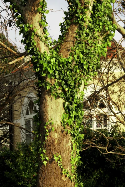 Grüner Efeu auf einem alten Baum im Frühling vor dem Hintergrund des alten Hauses — Stockfoto