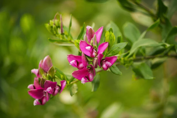 As flores de primavera rosa de um arbusto de passa de Corinto florescente Imagem De Stock