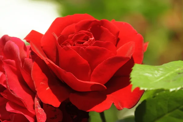 Red Rose on the Branch in the Green Garden — Stock Photo, Image