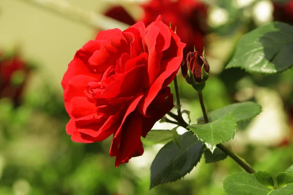 Red Rose on the Branch in the Green Garden — Stock Photo, Image