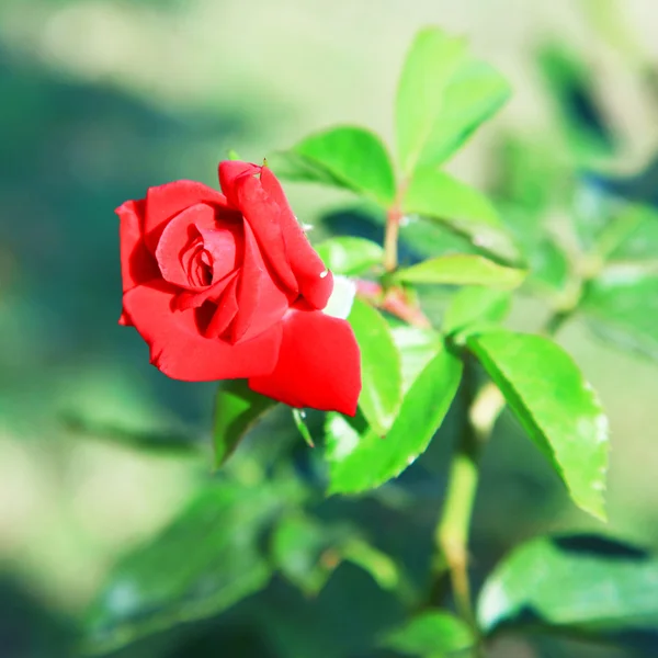 庭の赤いバラのつぼみ — ストック写真