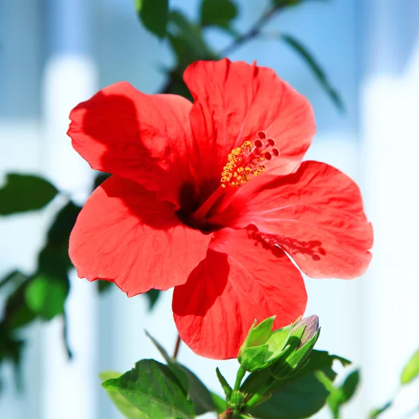 Hibiscus blomma i rött i trädgården — Stockfoto