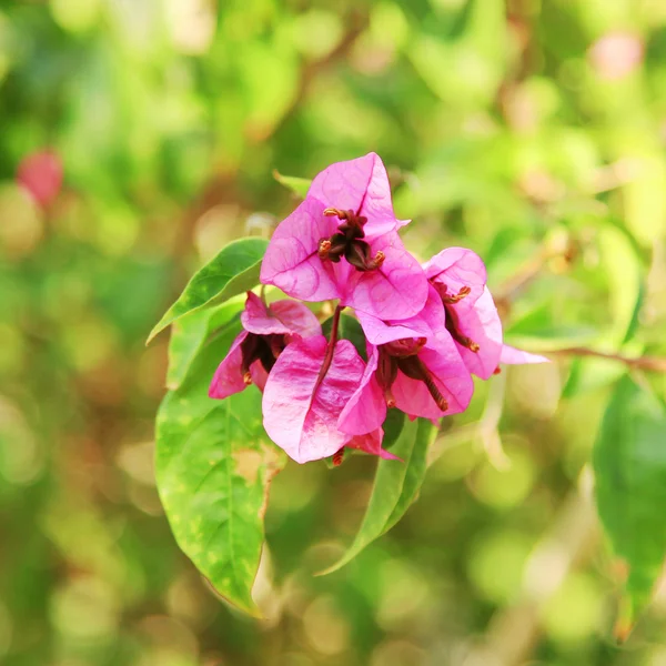 Lila blühende Bougainvillea im Garten — Stockfoto