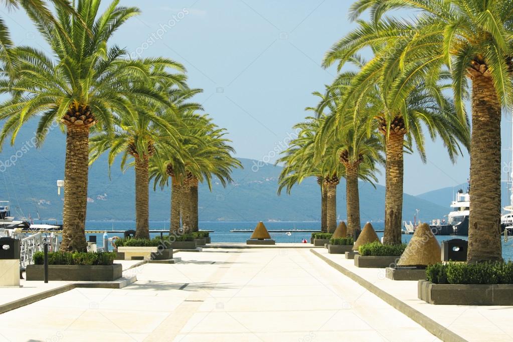 Palm trees on a sunny day in the marina Porto Montenegro in Tivat