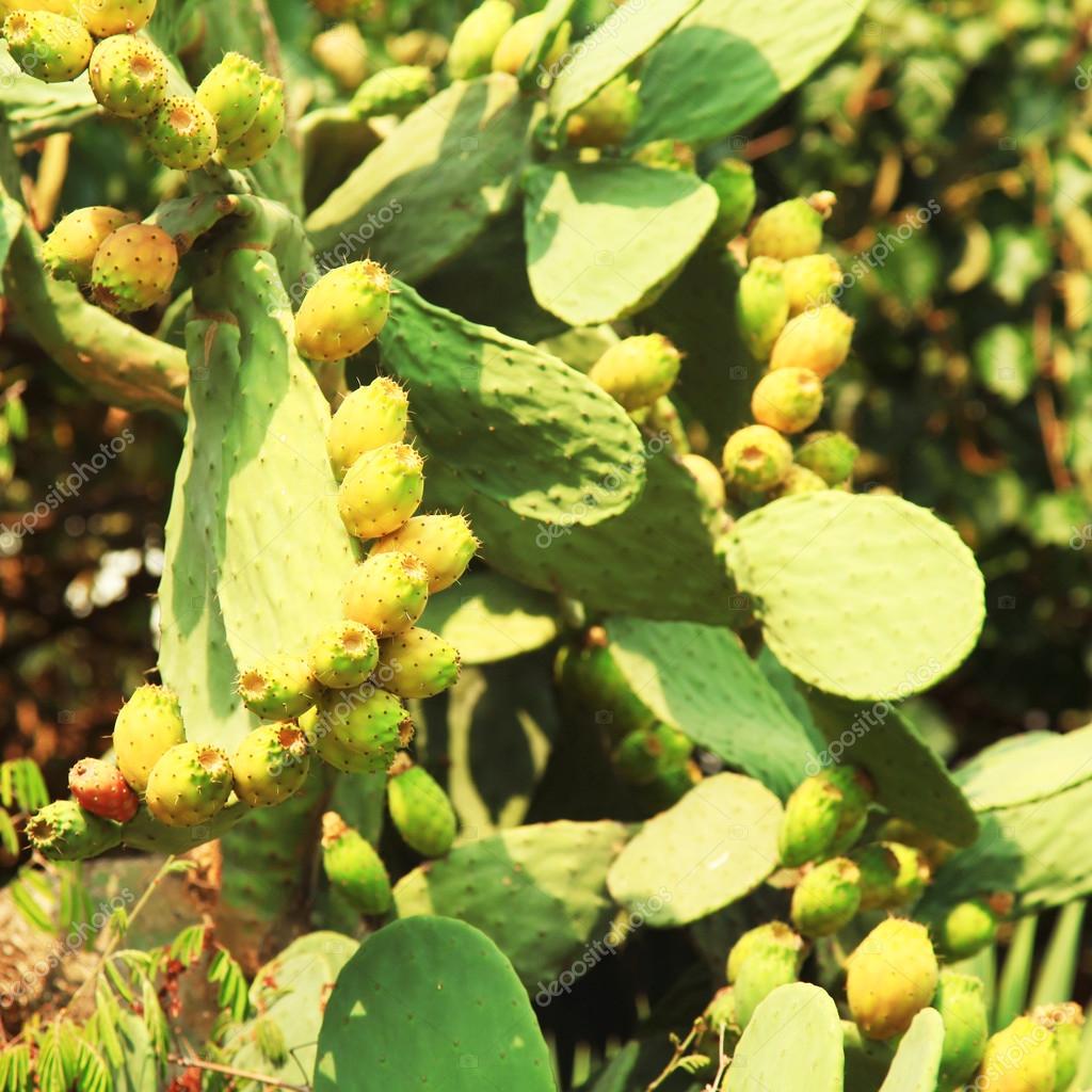 Yellow Cactus Fruit