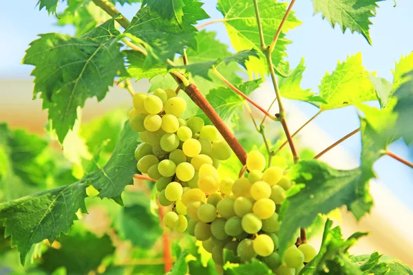 Uvas verdes frescas em videira. Luzes de verão — Fotografia de Stock