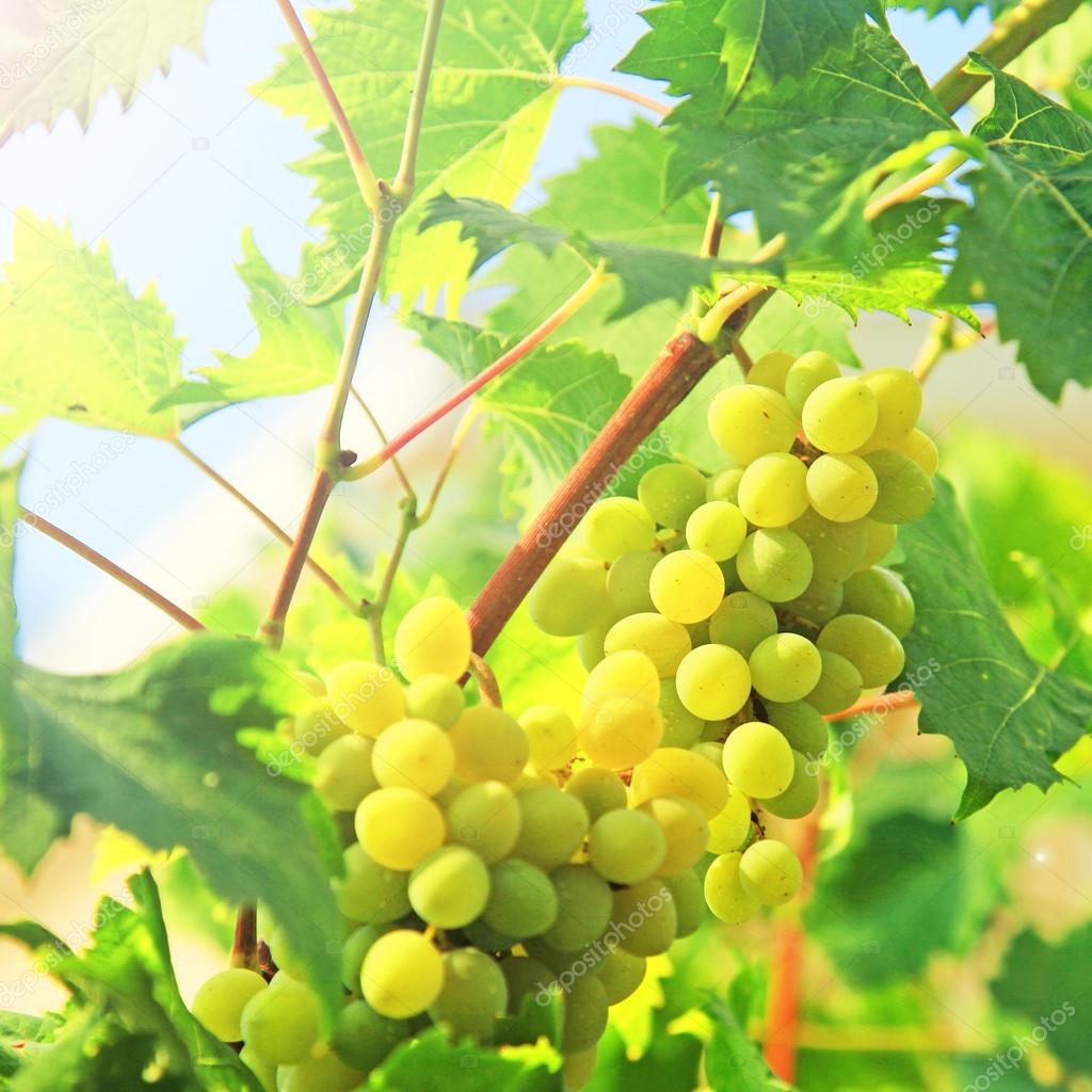 Fresh Green grapes on vine. Summer sun lights