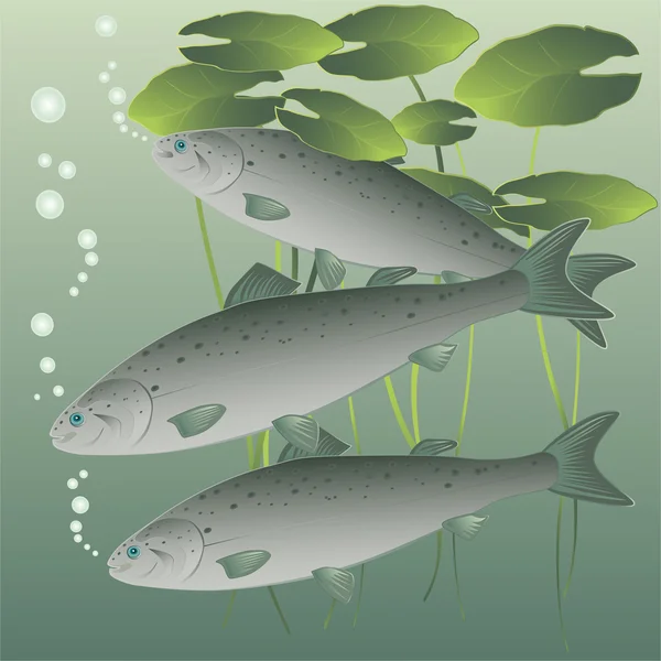 Vis zalm — Stockvector