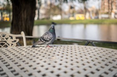 Kafe masasında tatlı bir güvercin, Fransız titreşimleri.