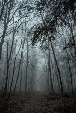 Sisli dönüm noktaları, sisli kış ağaçları