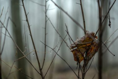 Sisli dönüm noktaları, sisli kış ağaçları