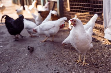 Çiftlikte tavuk, tavuk, evcil kuş