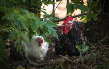 Bir horoz ve bir tavuk çimenlerde dinleniyor.