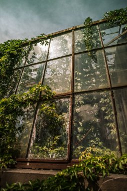 Kıvırcık yeşil bitkilerle eski paslı sera