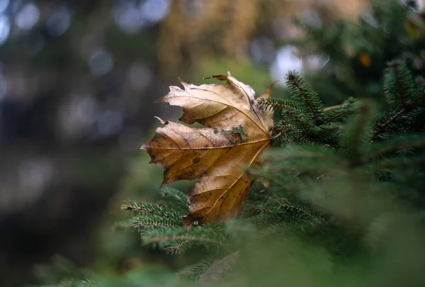 Einsames Herbstblatt Herbstzeit — Stockfoto