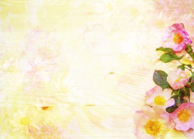 Doğal çiçek arka plan ile yaban gülü colo ile yapılan