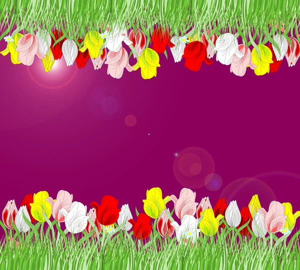 Hermoso fondo de tulipanes rojos, amarillos, rosados y blancos en un — Foto de Stock