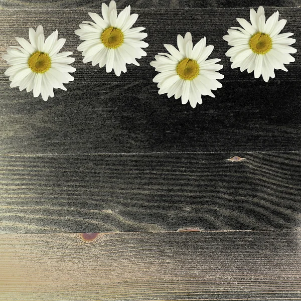 Flores de manzanilla sobre fondo de madera oscura . —  Fotos de Stock