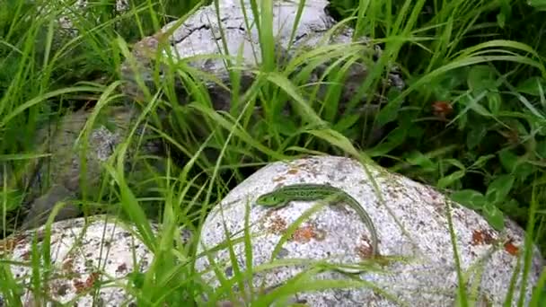 Зеленая ящерица лежит на скале в траве — стоковое видео