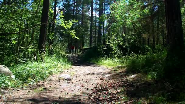 Chica joven montando una bicicleta en el bosque en un camino de tierra — Vídeos de Stock