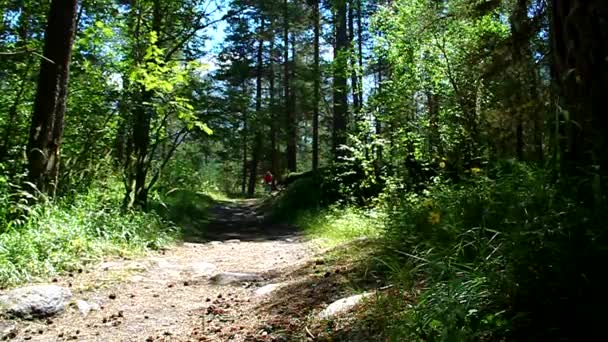 Menina jovem andando de bicicleta na floresta em uma estrada de terra — Vídeo de Stock