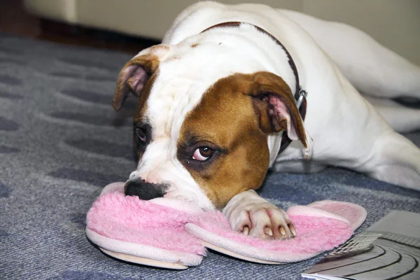 Amerikan Bulldog terlik üzerinde ana bilgisayar kafasına bekliyor