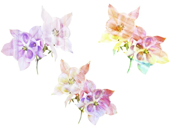 Watercolor painting with abstract flowers Aquilegia, isolated on — Stock Photo, Image