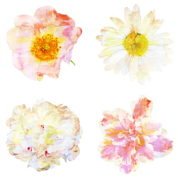 Ζωγραφική με νερομπογιές με αφηρημένη λουλούδια Κυνόρροδα, χαμομήλι, — Φωτογραφία Αρχείου